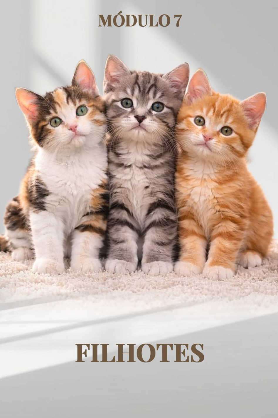Capa de Módulo 7