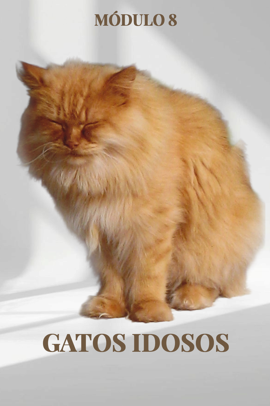 Capa de Módulo 8